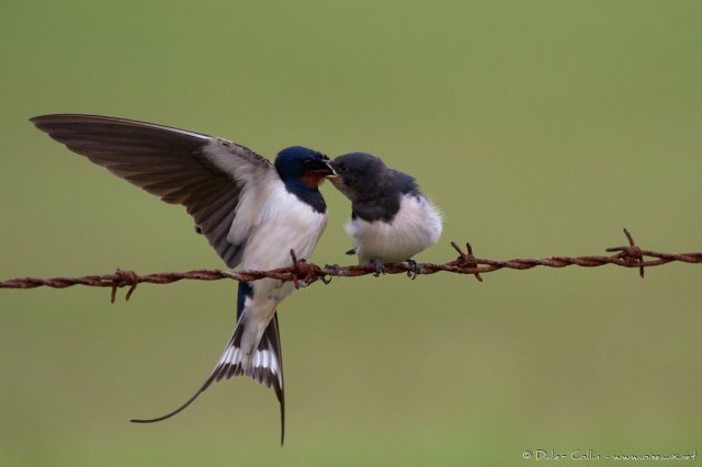 Hirondelle rustique Hirundo rustica Barn Swallow